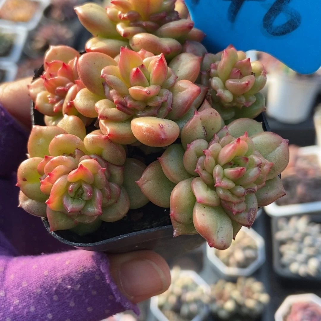 946苹果花多肉植物