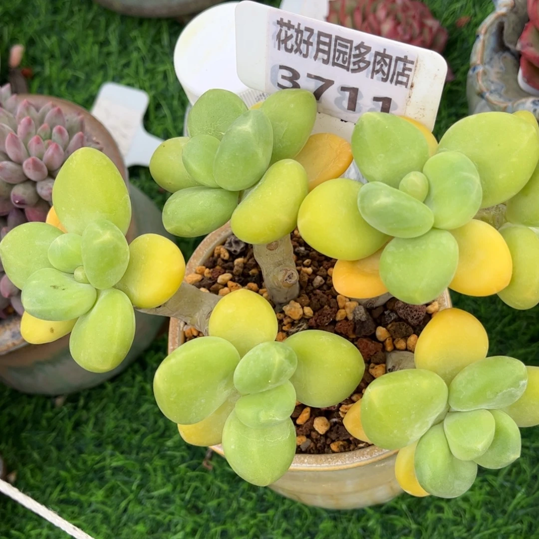 用***2多肉植物3711 满30包邮
