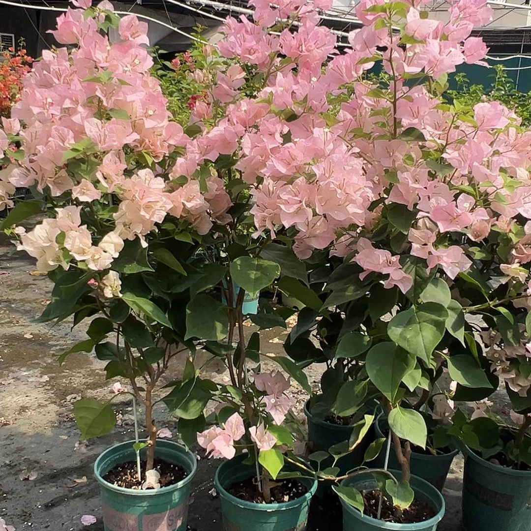 大部分花苞少量开放安娜带竹一颗