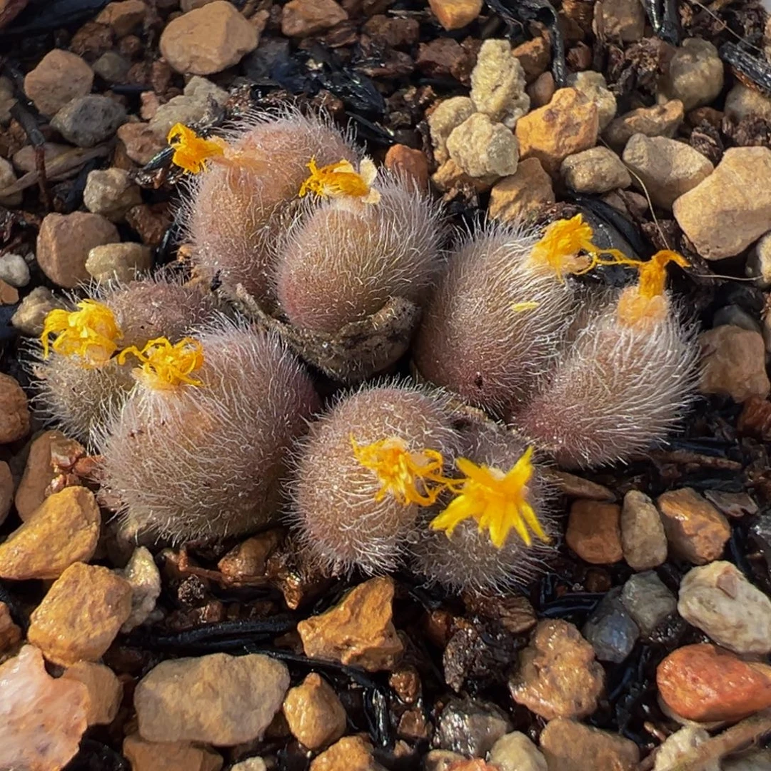 075多肉植物种类多样