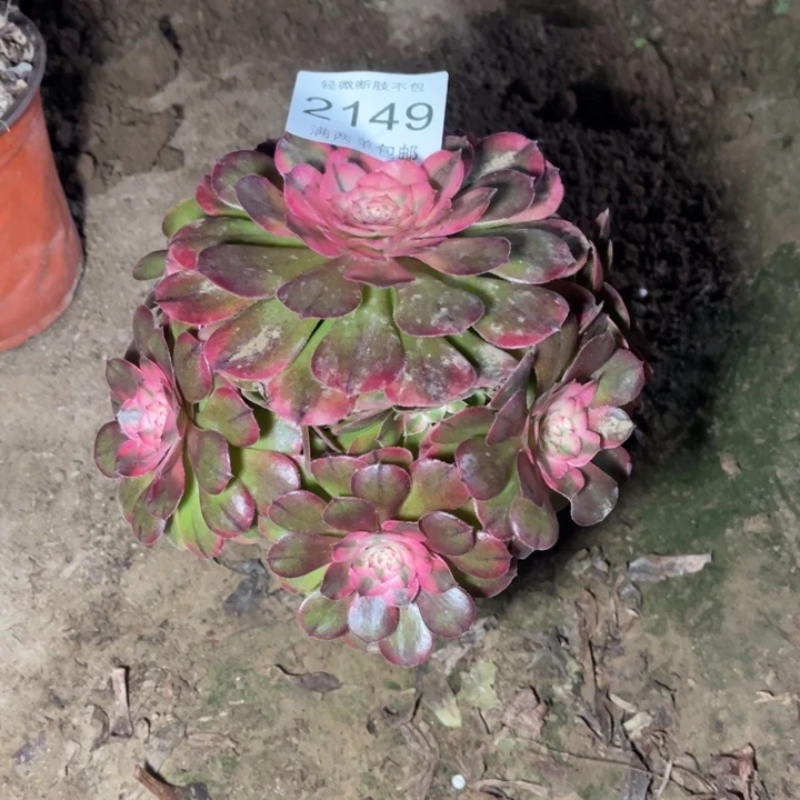 2149荔枝的人多肉