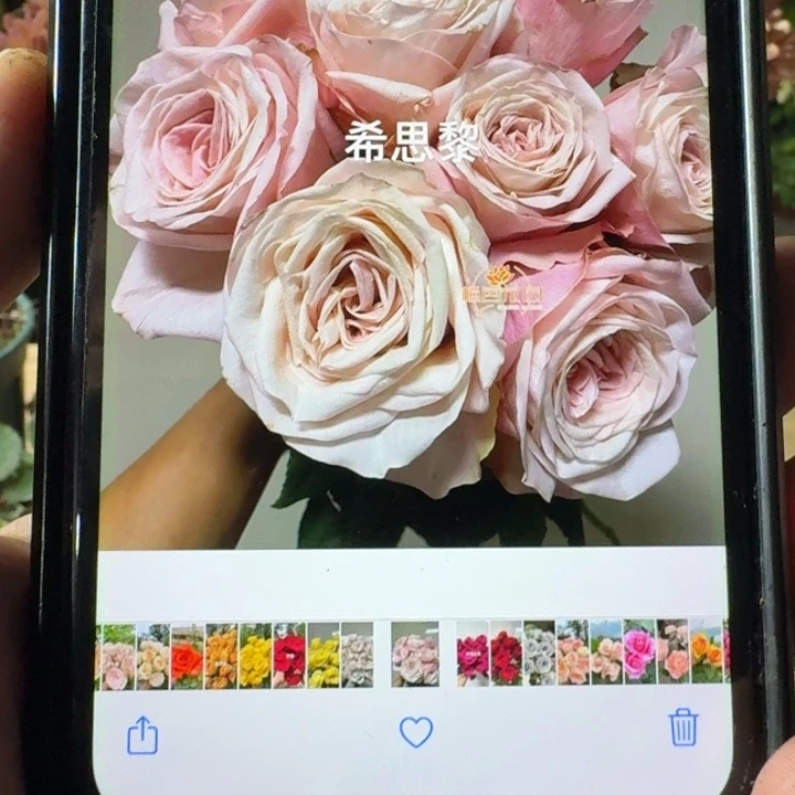 无花朵希思黎小苗