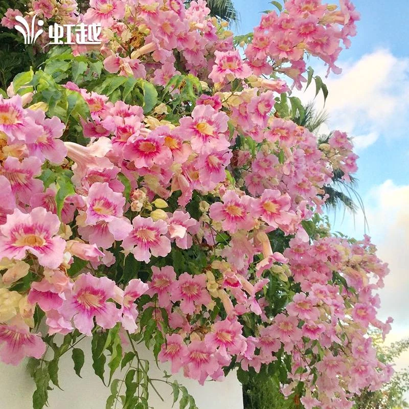 【庭院植物】“凌霄”带花带花苞盆栽苗,爬藤新手入门花瀑花架花藤