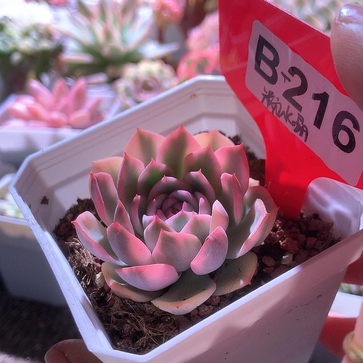 粉水晶覆轮锦有根