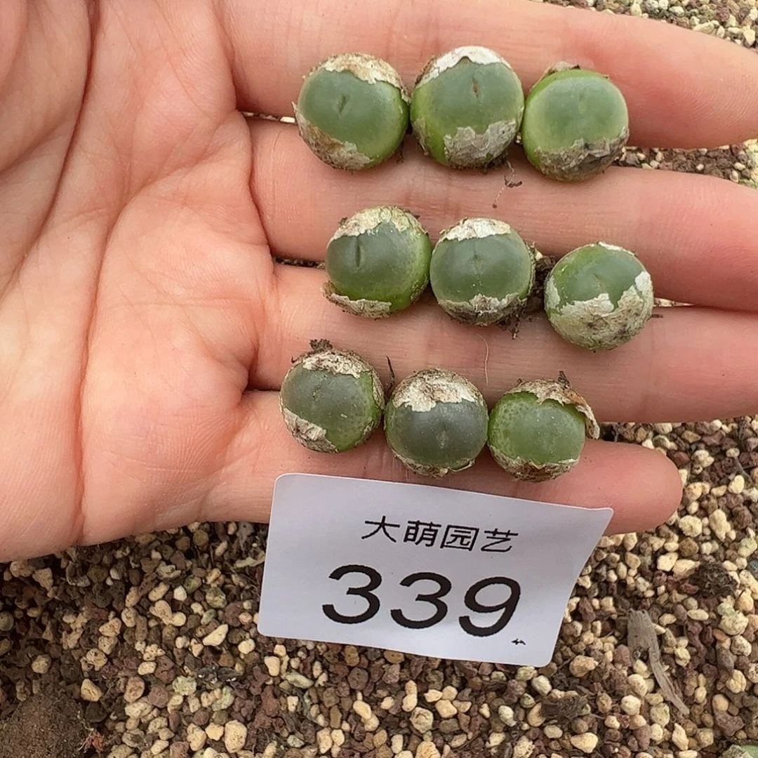 量拍以下3拉登。        339