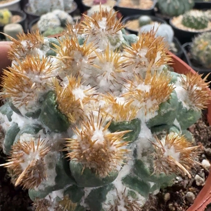 刺缀象牙自根仙人球