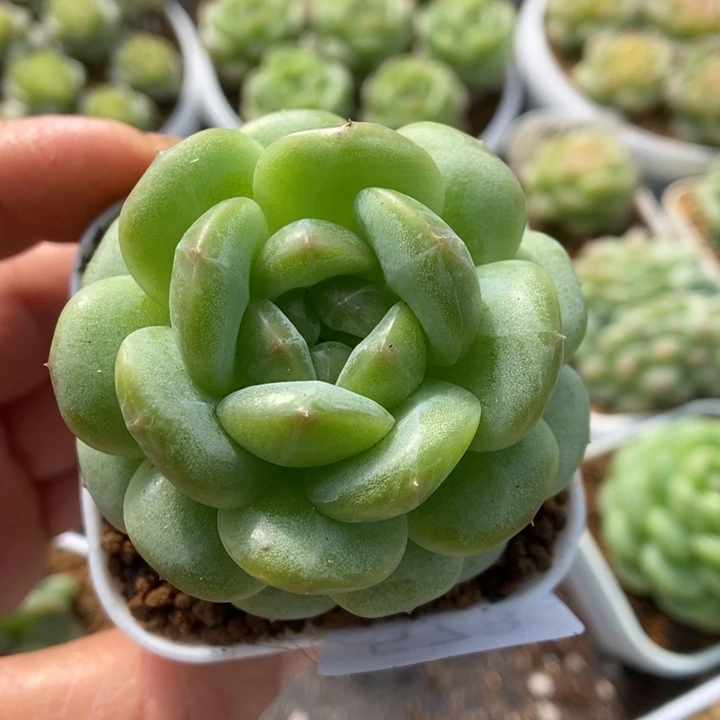 一物一拍一物一拍1115-573