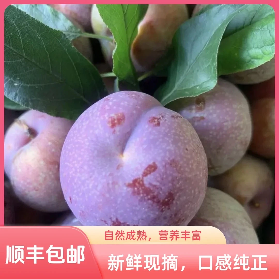 【顺丰直达】正宗三华李新鲜现摘水果红心李红肉脆李孕妇酸脆李子