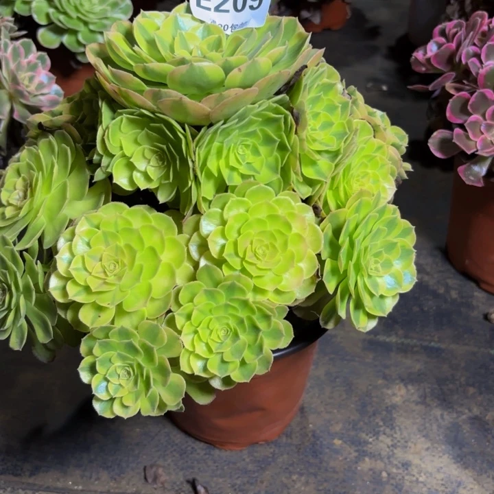 瑞妈多肉园艺209雨荷