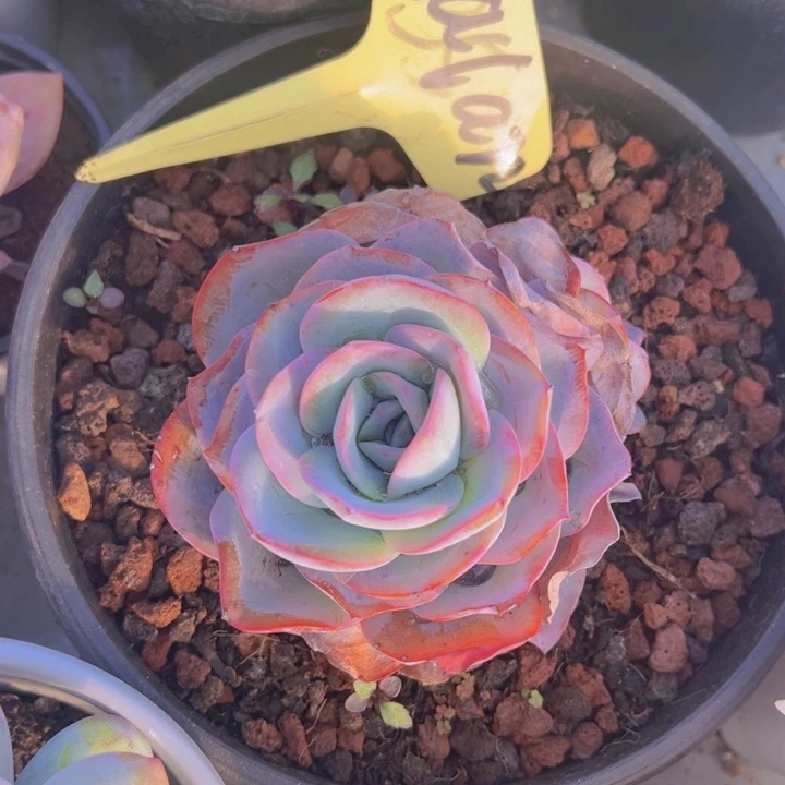 健健康康平平安安