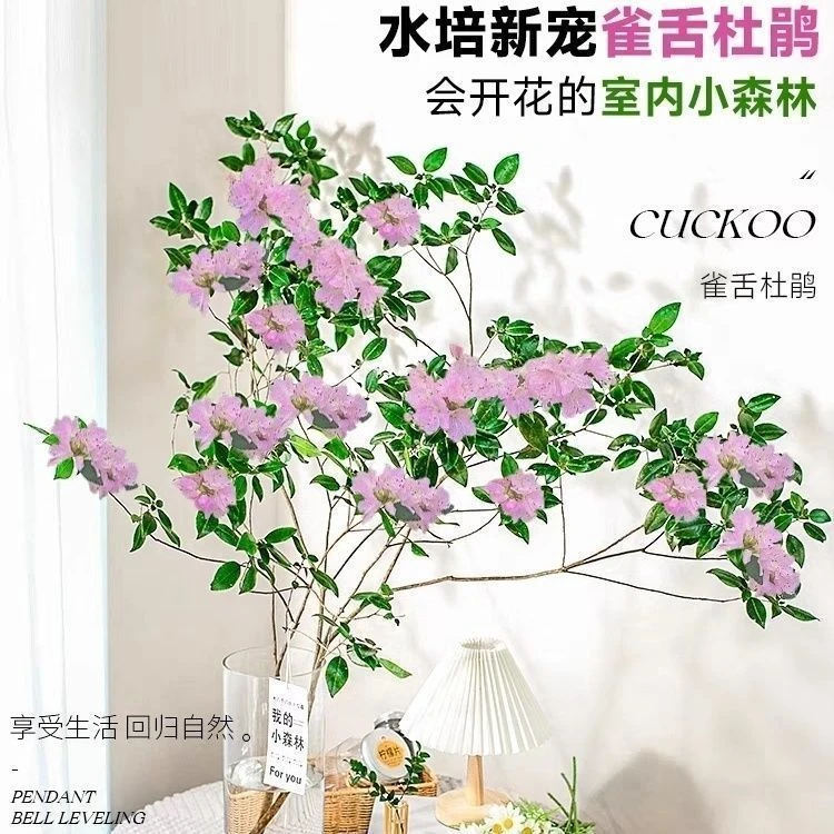 雀舌杜鹃花开平替吊钟马醉木鲜切枝春天绿植室内客厅装饰水培植物