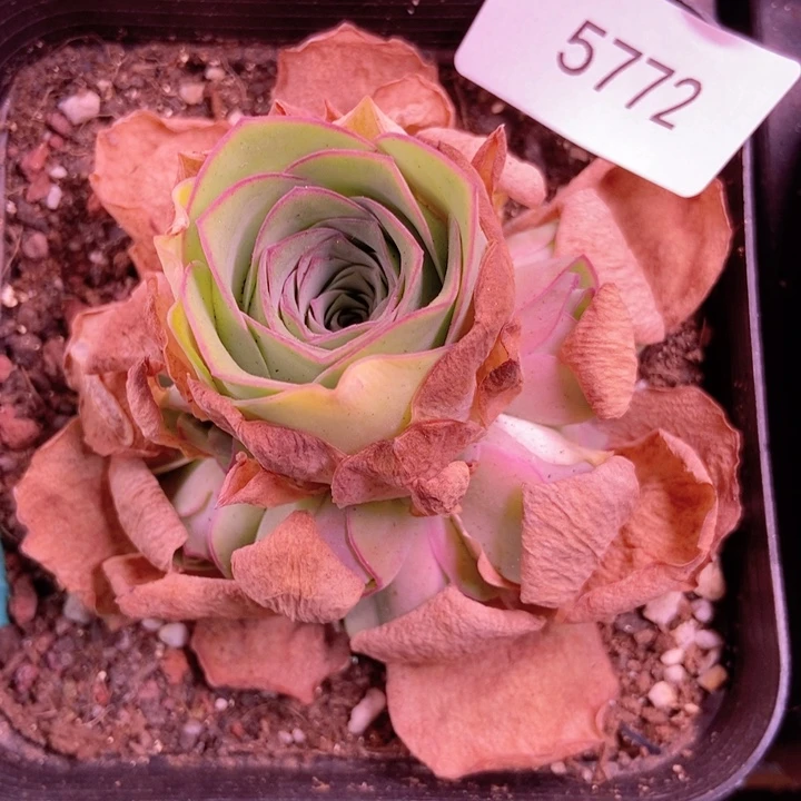 青*5772山地玫瑰花群