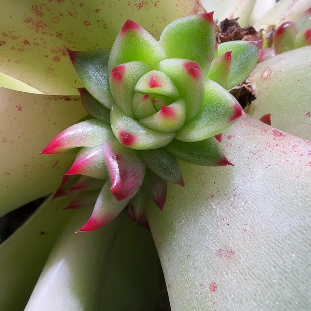 赵***)蓝龙锦覆轮头一个，多肉植物