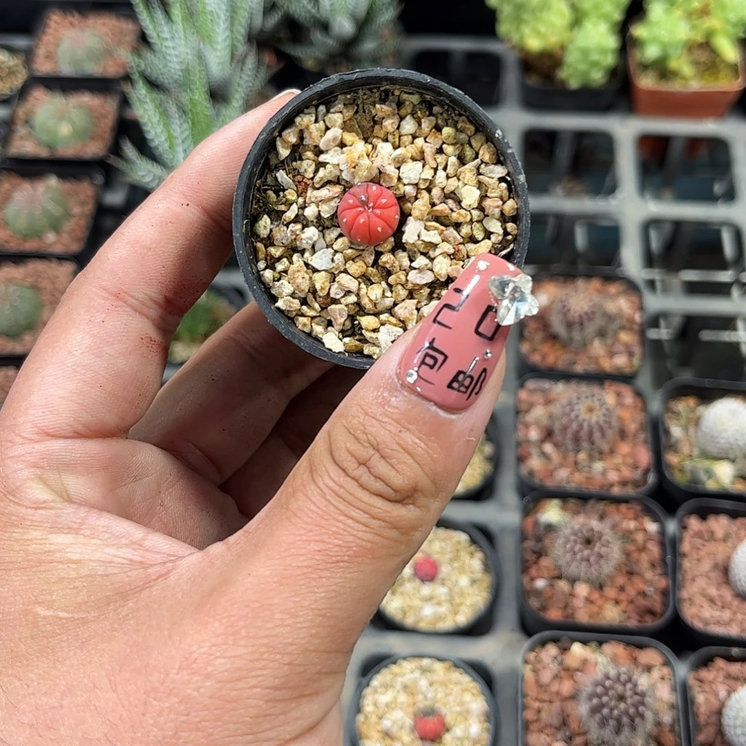 糖果兜单头发货单头发