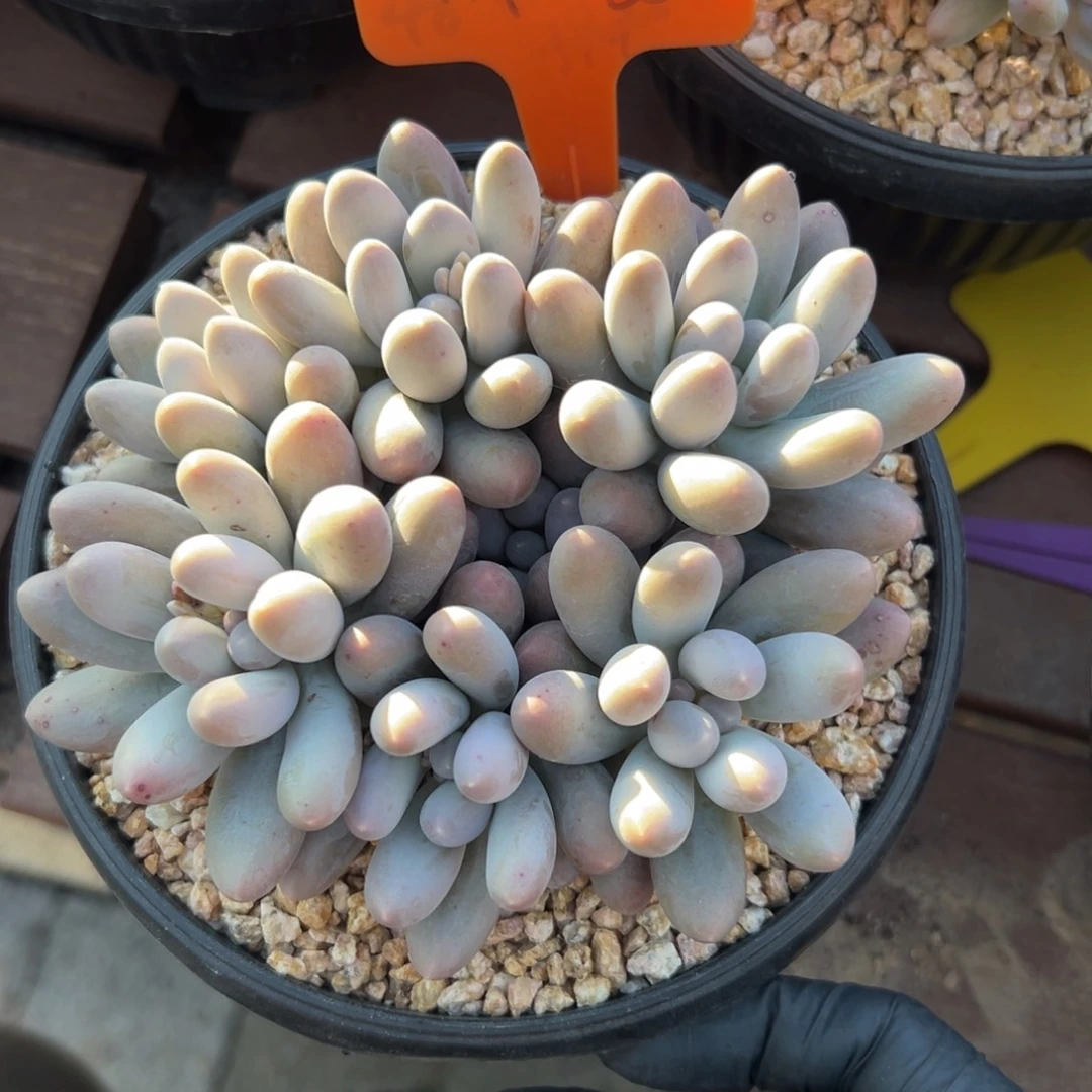 榆***蔓汤圆11111111111111111