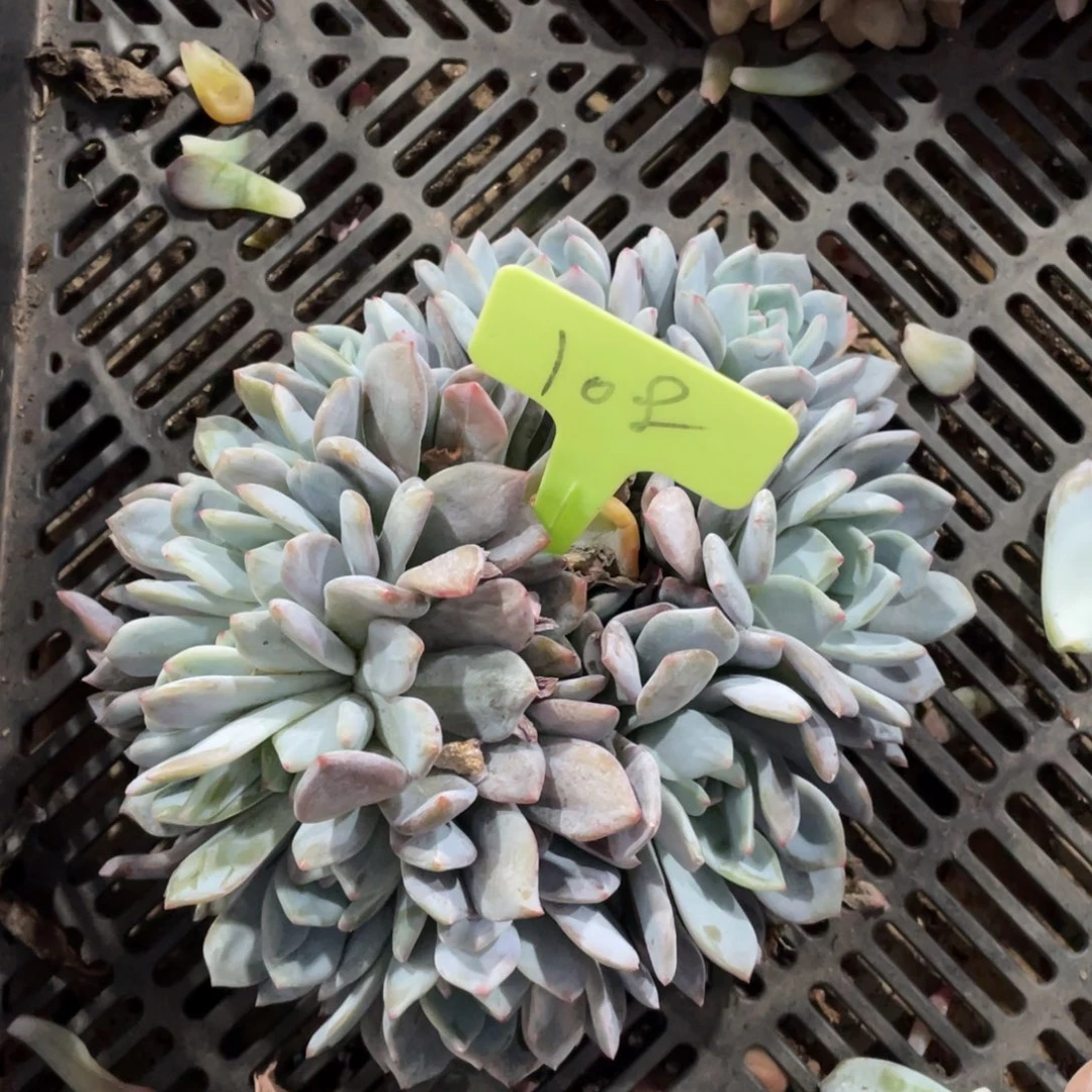 108号星影群生多头