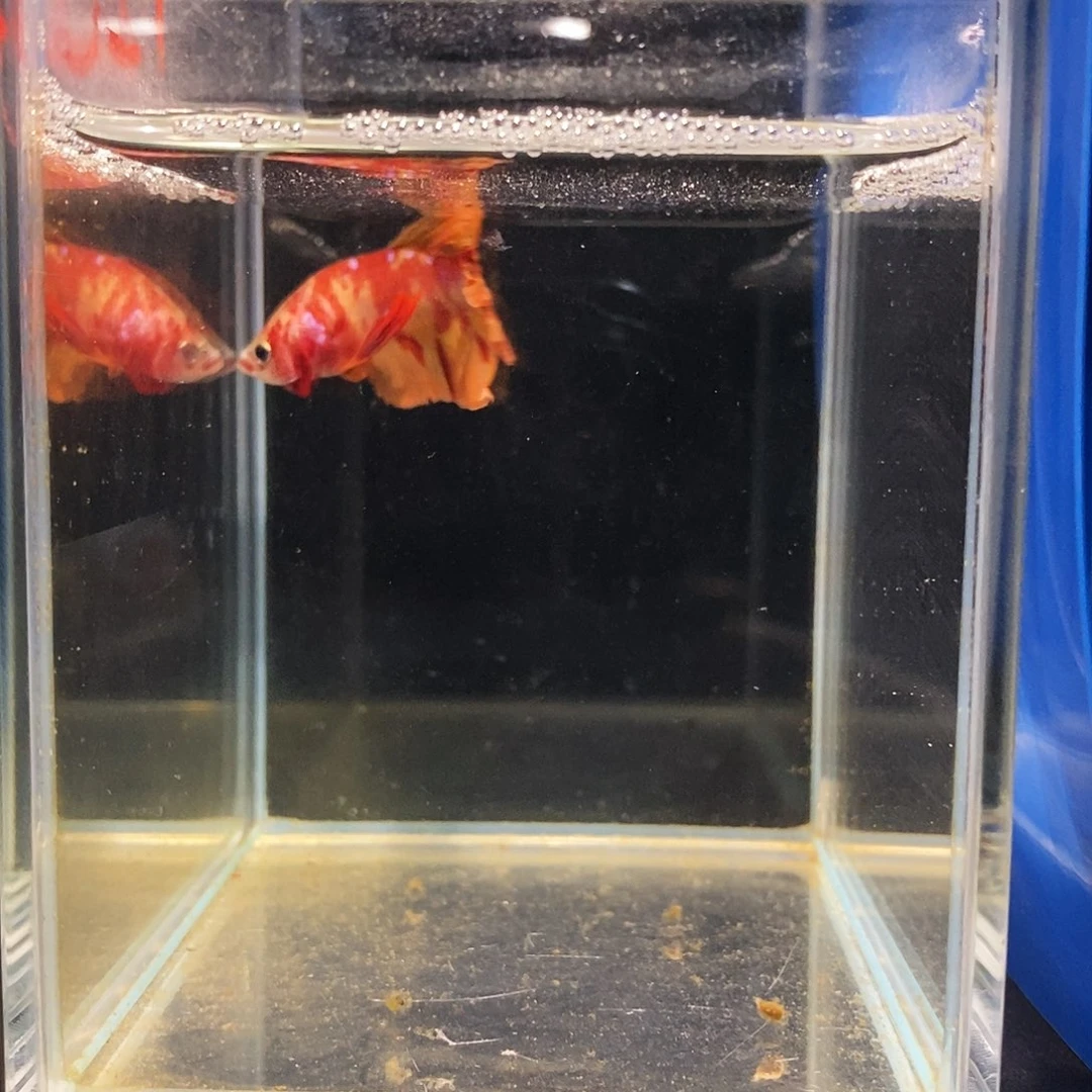 斗鱼越南进口精品斗鱼