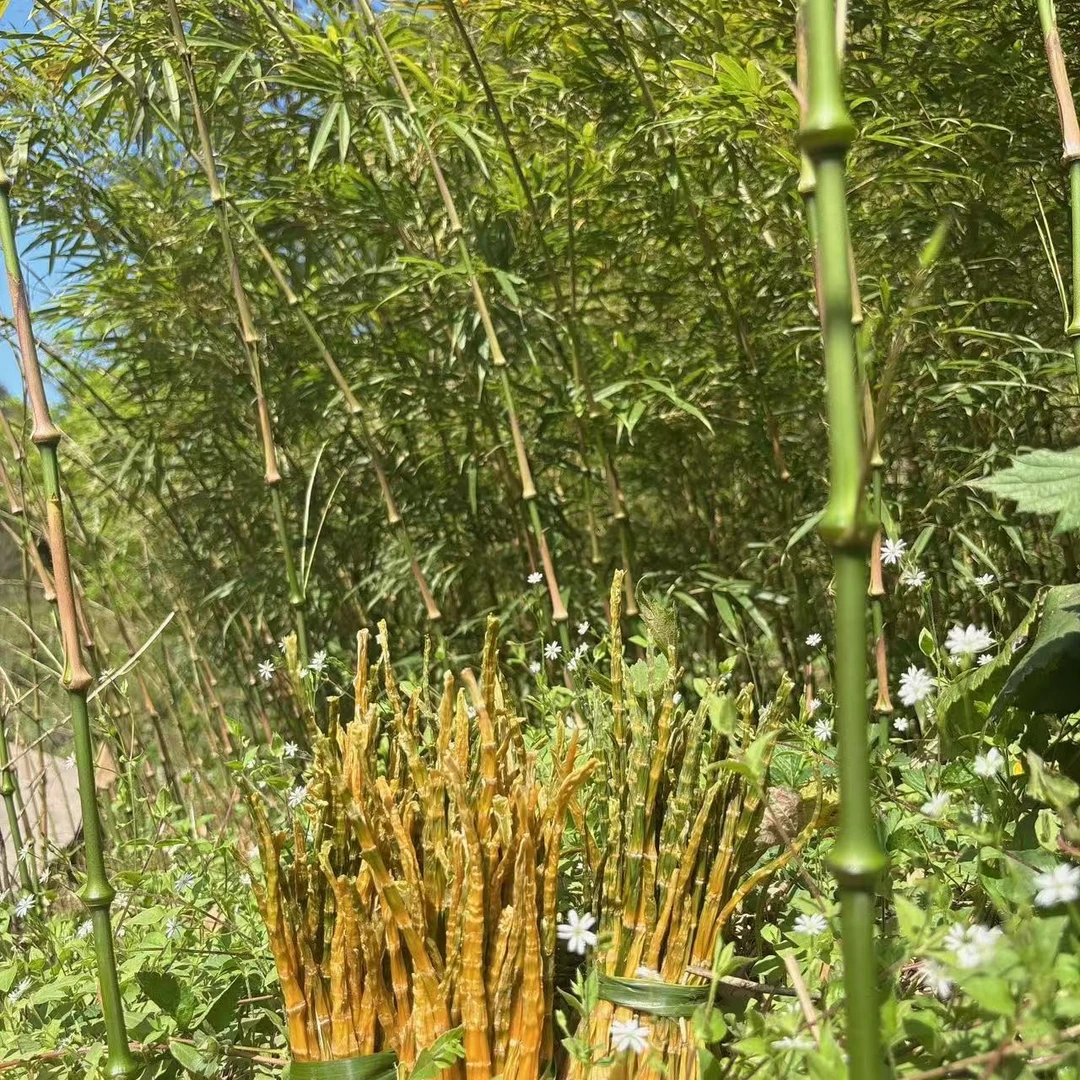 筇竹笋干（罗汉笋干）无添加低温风干嫰笋干野笋蔬菜干特产山货食材