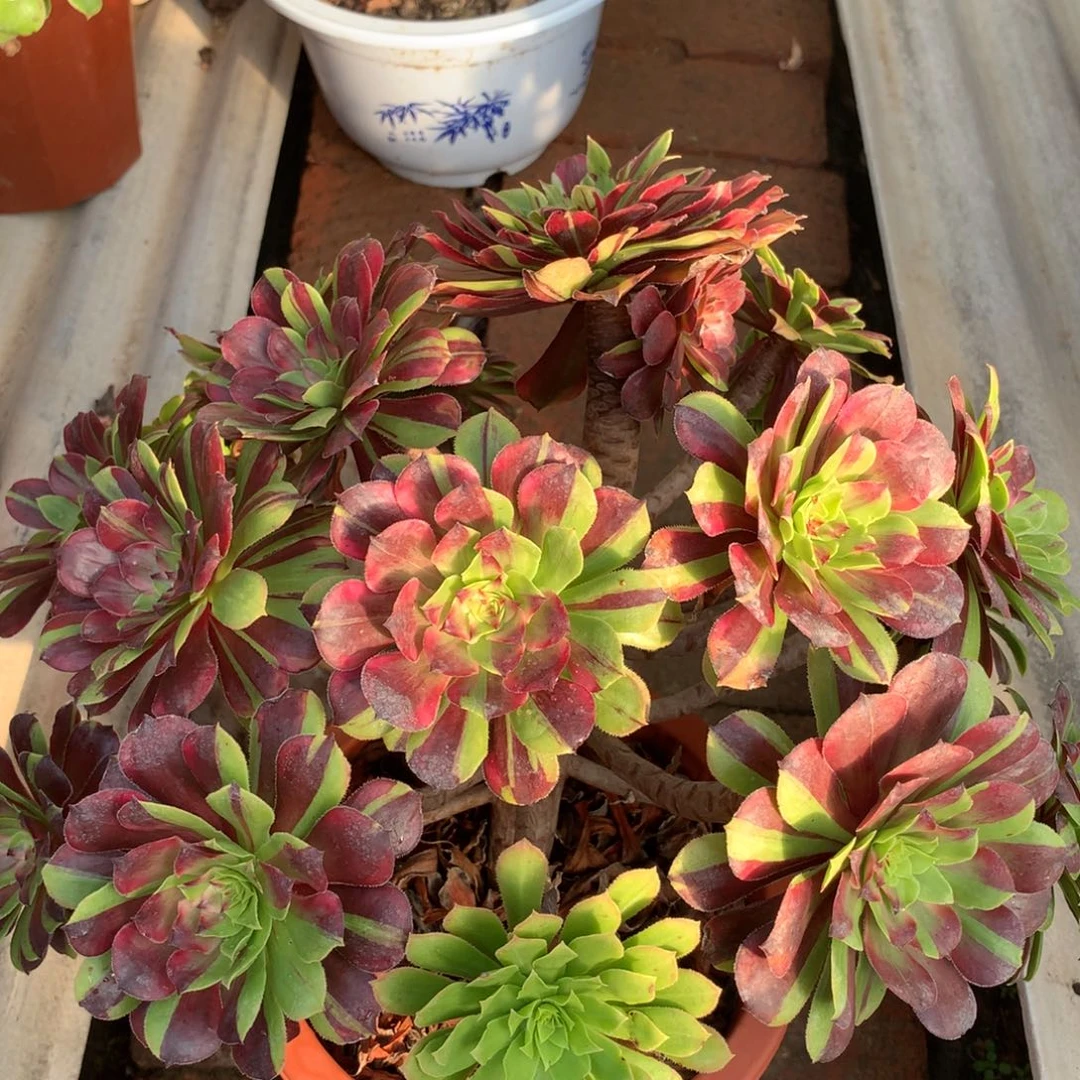 花脸粉黛，多肉植物