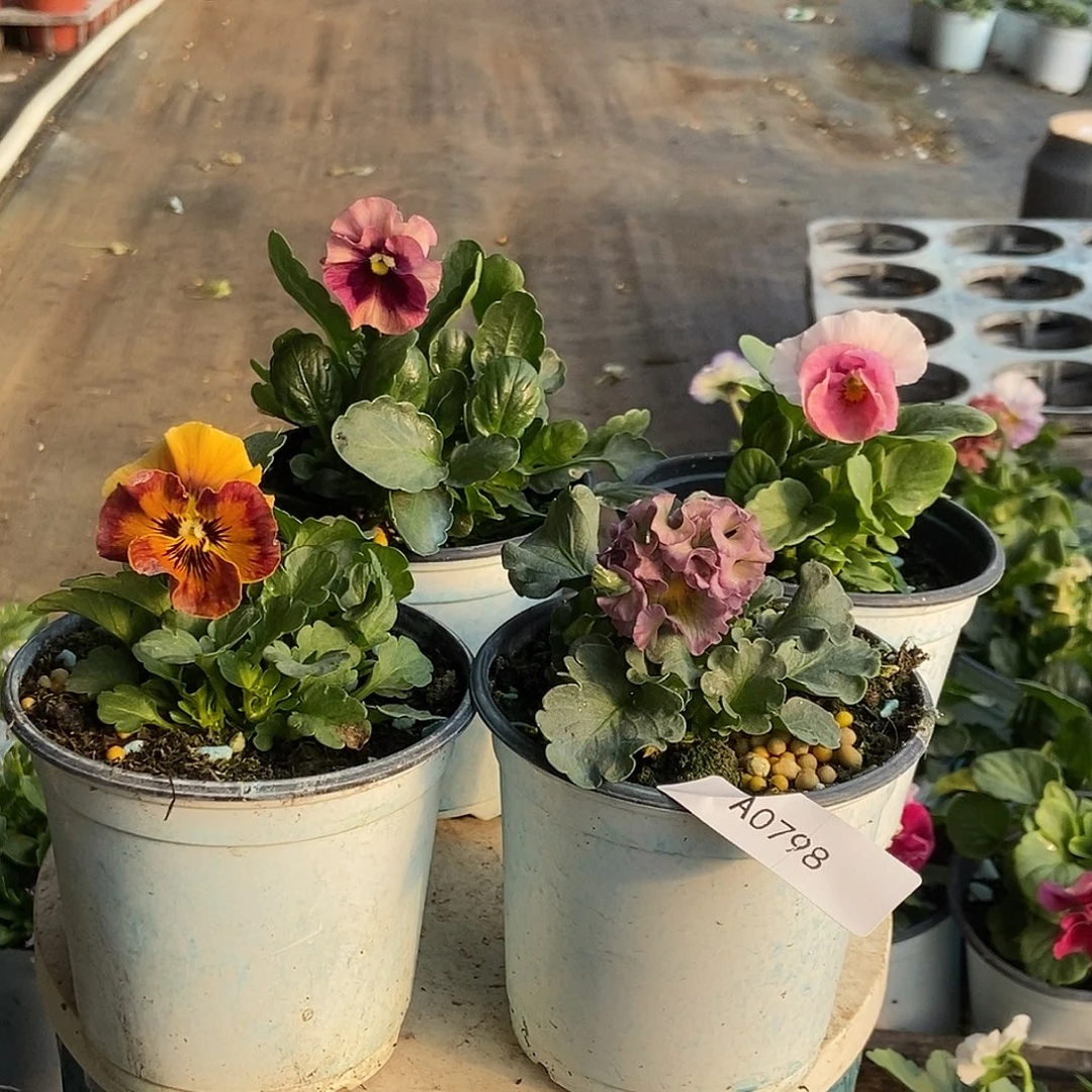 大部分花苞少量开放798