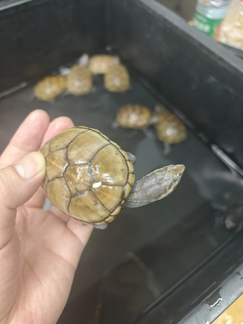 直播选龟一龟一价头盔蛋龟观赏苗子亚成禄仔种龟家养宠物乌龟