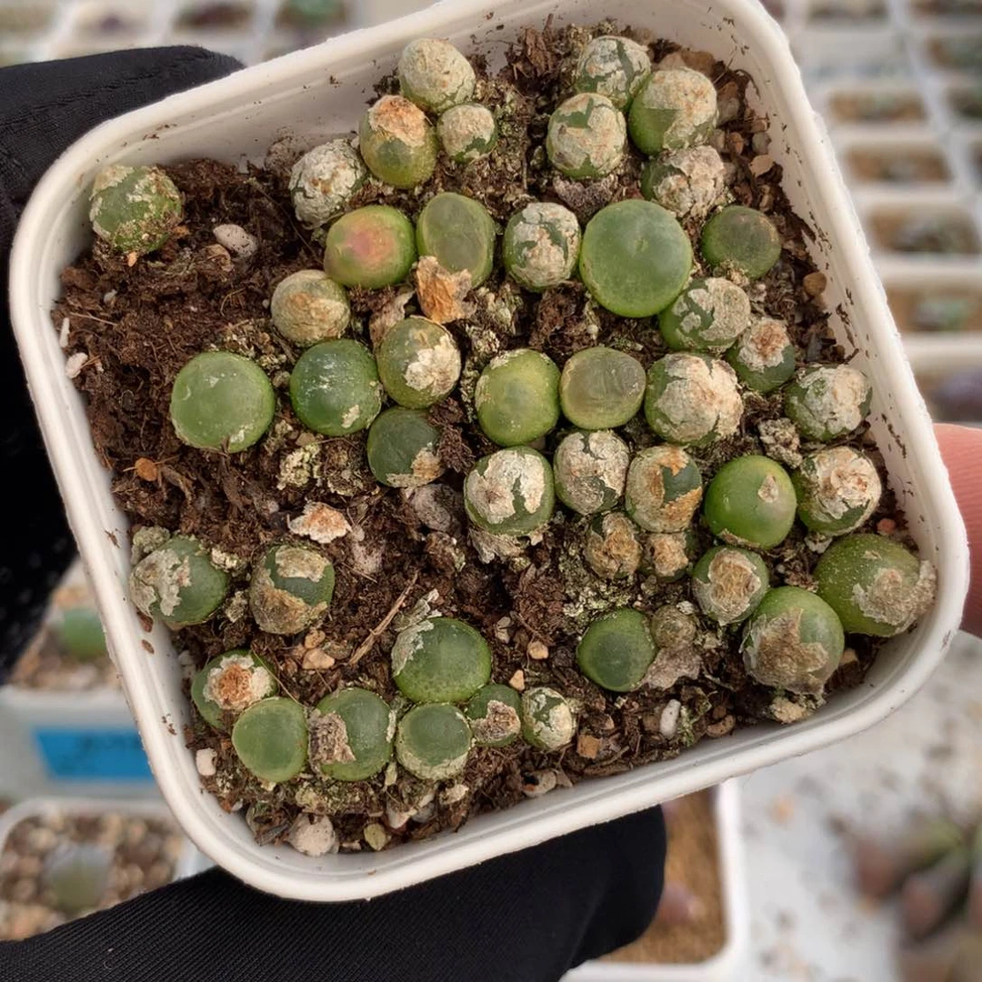 a131拉登sh1200一盆