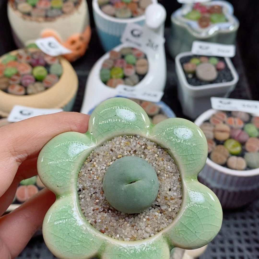 6***宝生石花精品拼盆88