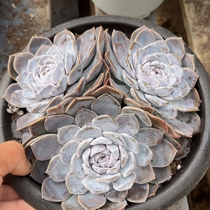 汉堡惊鸿一物一拍包装收缩花旱