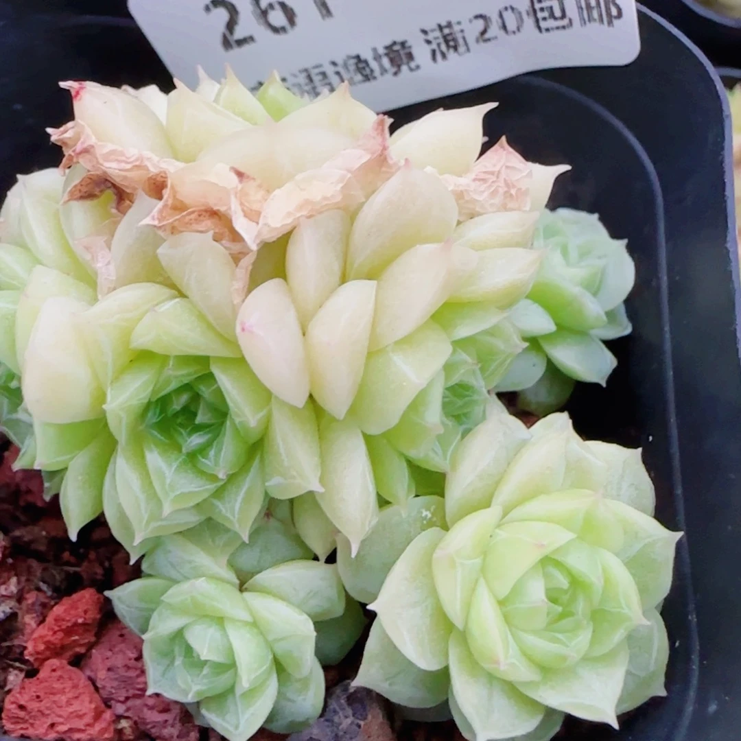 花语逸镜0510-261散