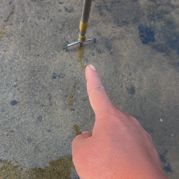 中国大陆大别山野生甲鱼