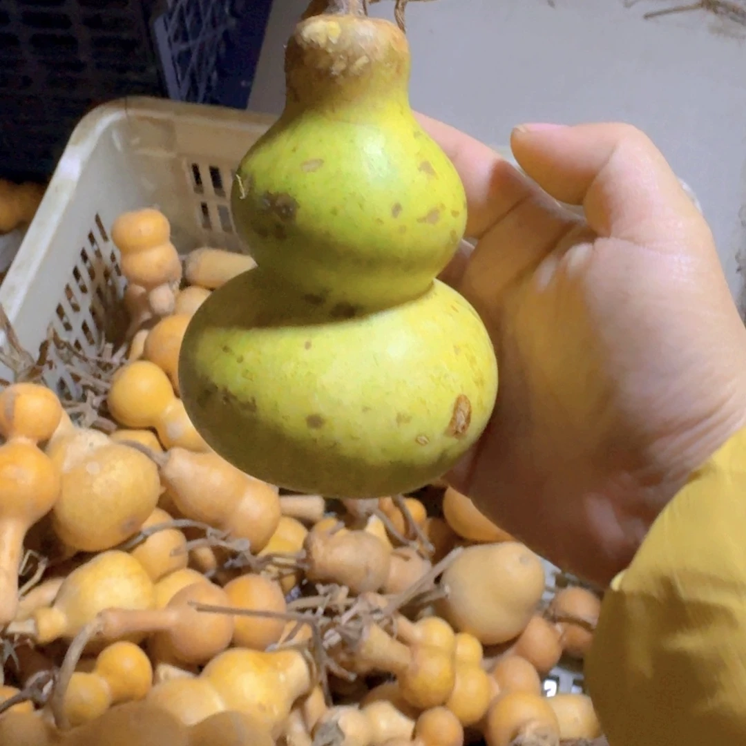 ᖇ***㏂青皮瑕疵品不退不换不保成