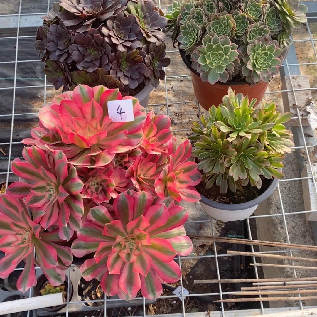 无花朵多肉植物组合拼盘4
