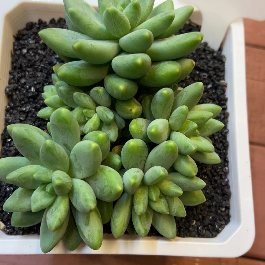 天***辉6多肉植物一物一拍
