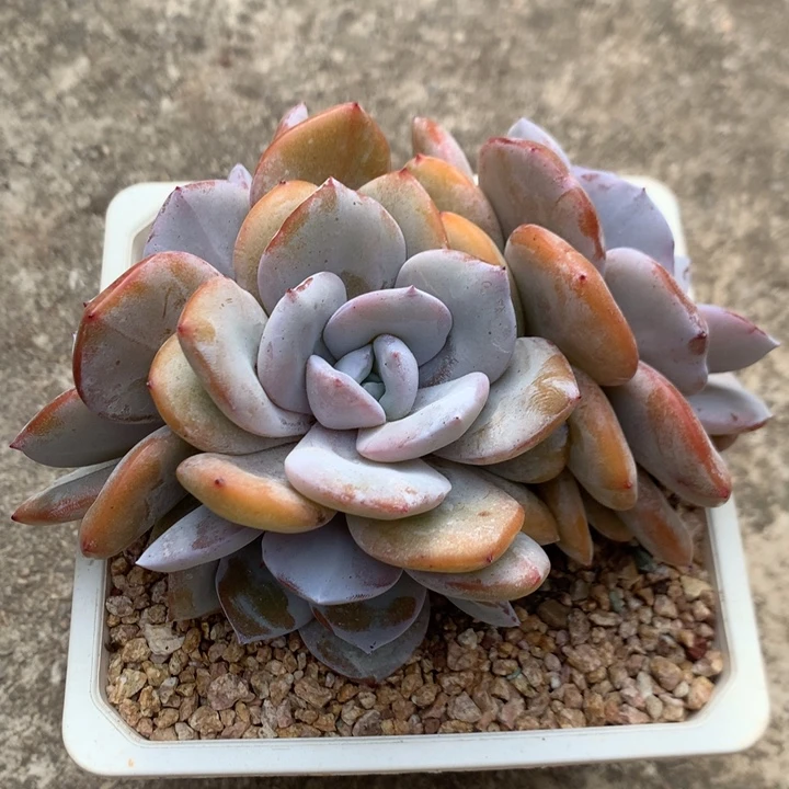 多肉植物韩版奶茶自然群4头粗腿
