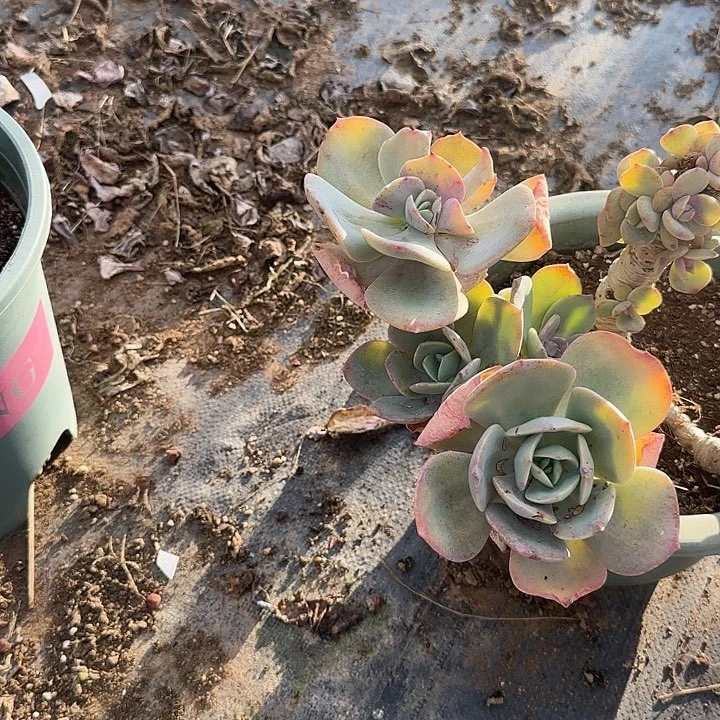 枫*963不售后脱土发不退不换