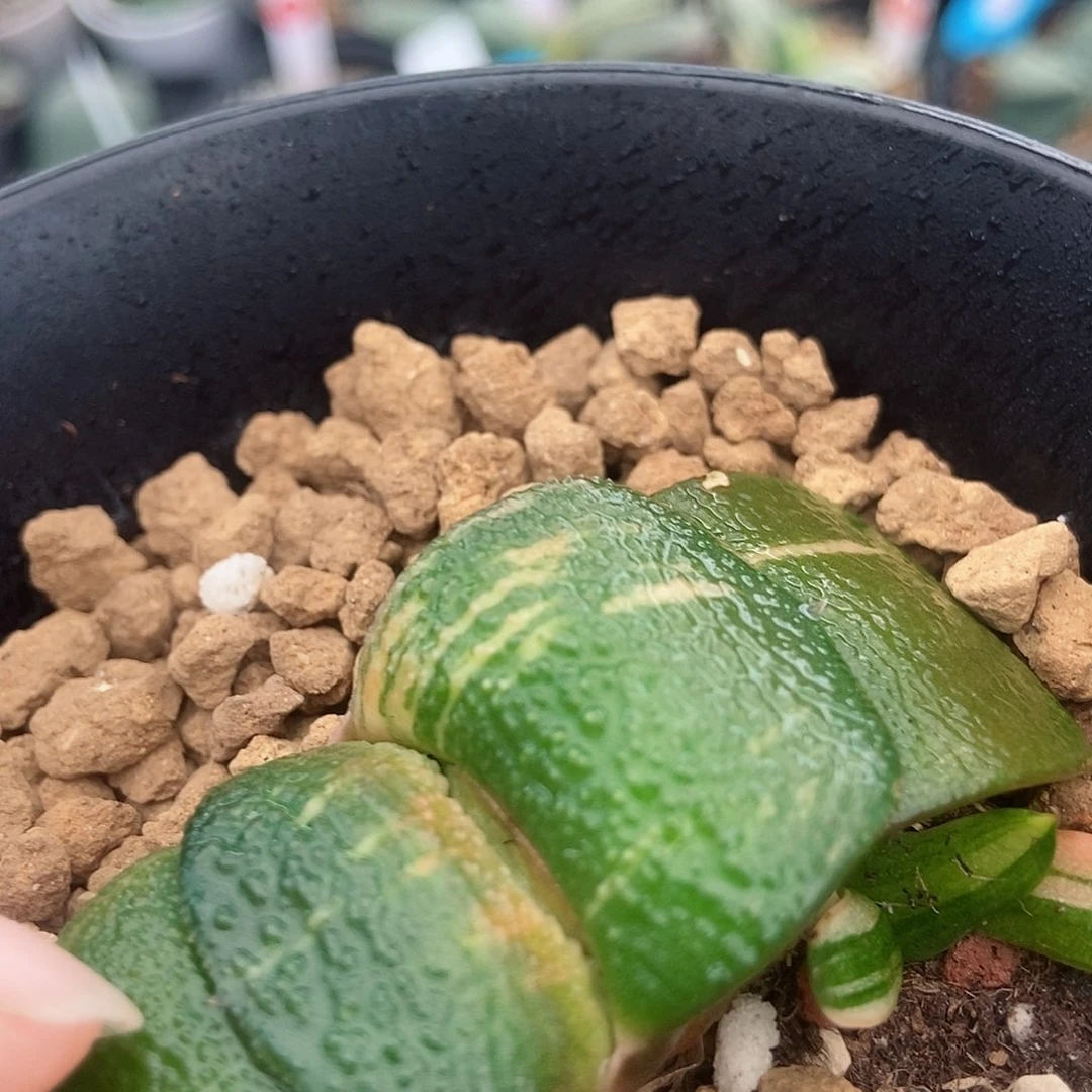 18卧牛实生锦带带盆发货宽短圆