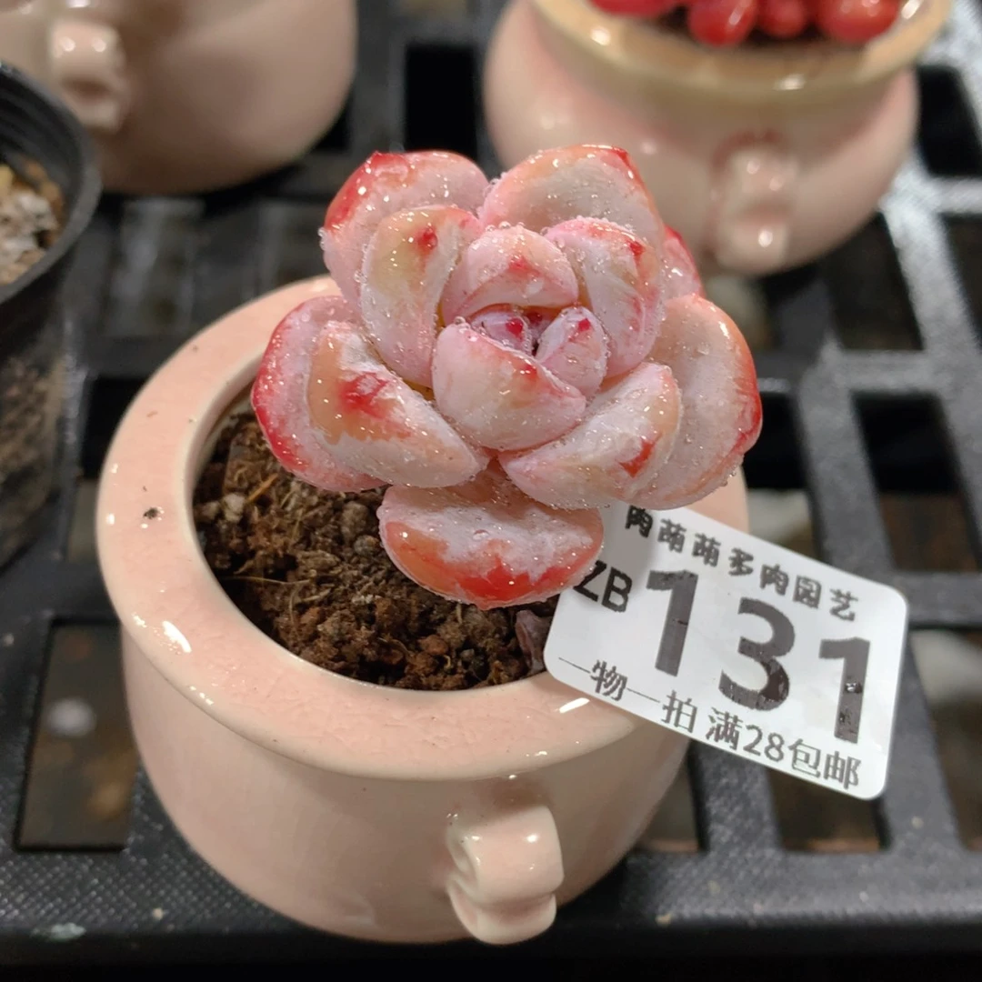 肉萌萌拇指盆精控多肉ZB131