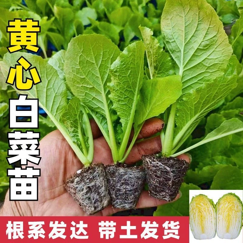 黄心大白菜小秧苗阳台盆栽春秋冬季种植耐寒抗寒高产易成活生长快
