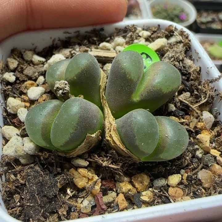 四头漂亮多肉植物689