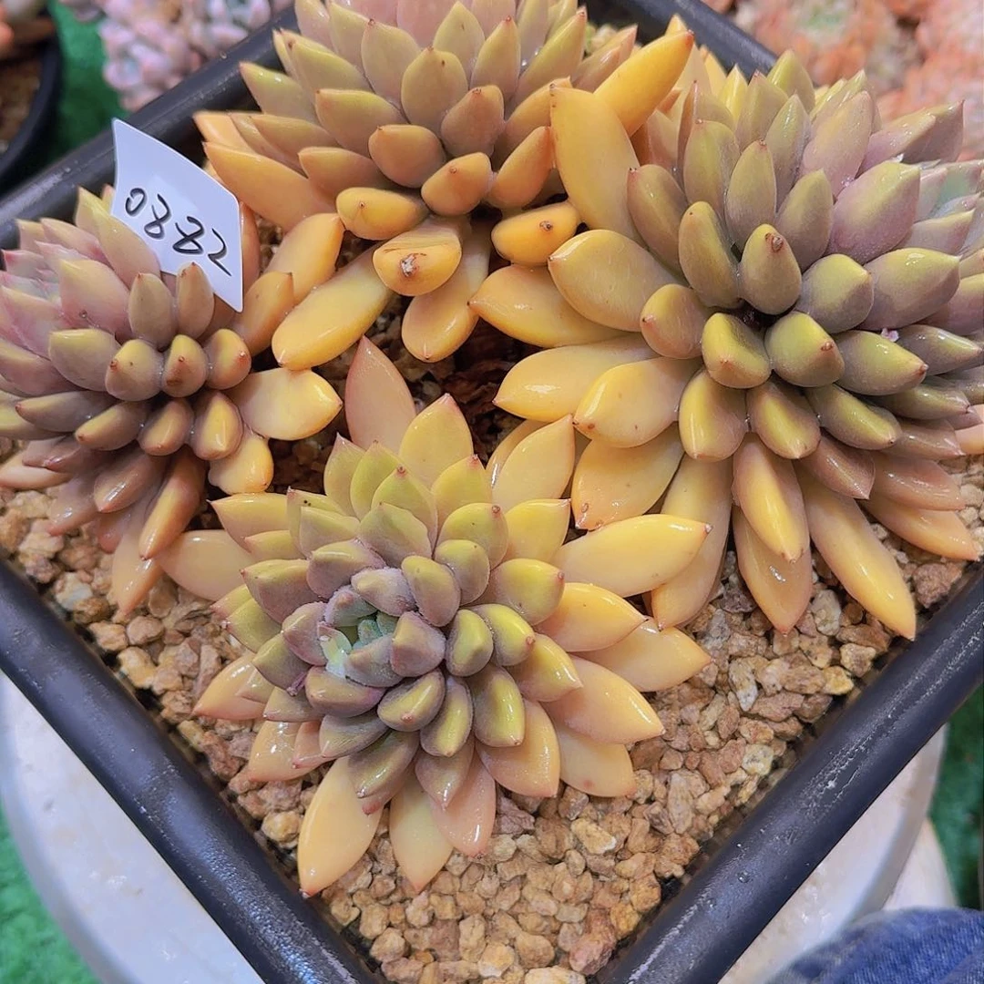 梅****h0882象牙多肉植物