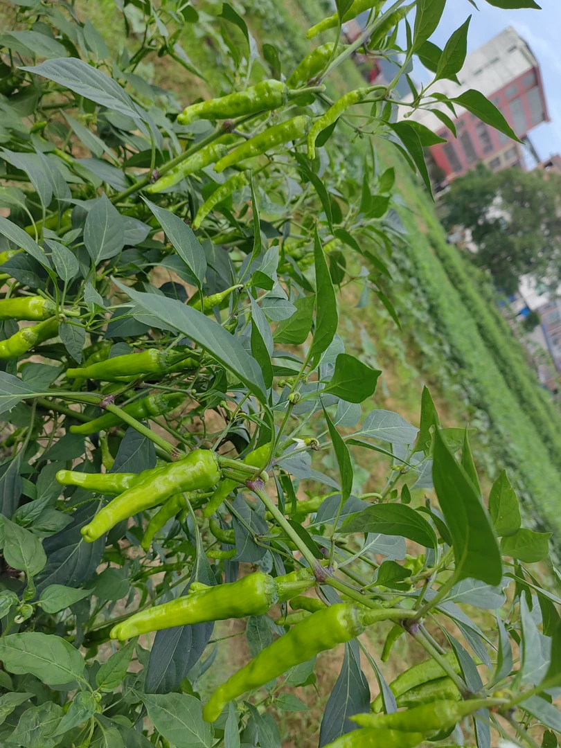 本地迟苗露天辣椒