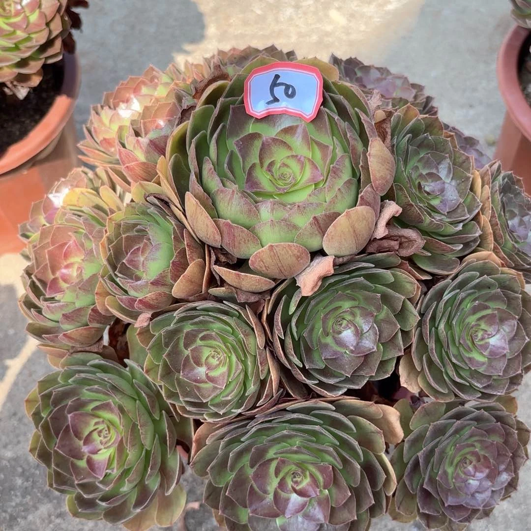 无花朵50黑膜多肉植物