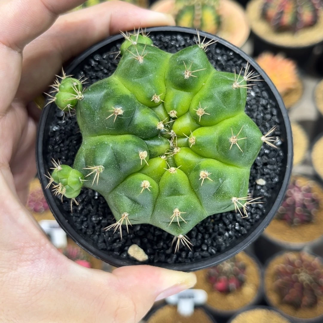 大绿巨人——————————-