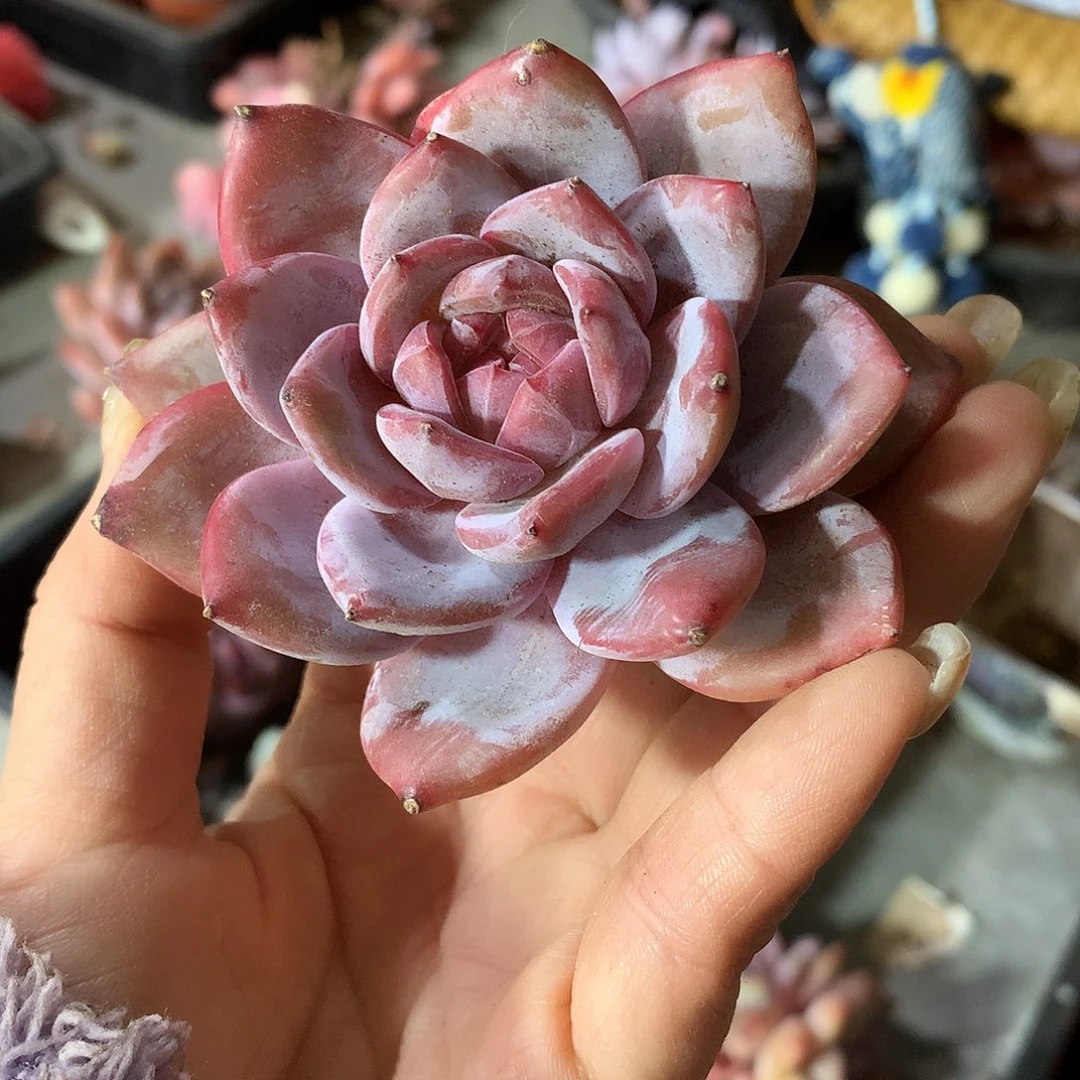 哈哈哈哈哈哈哈石榴籽