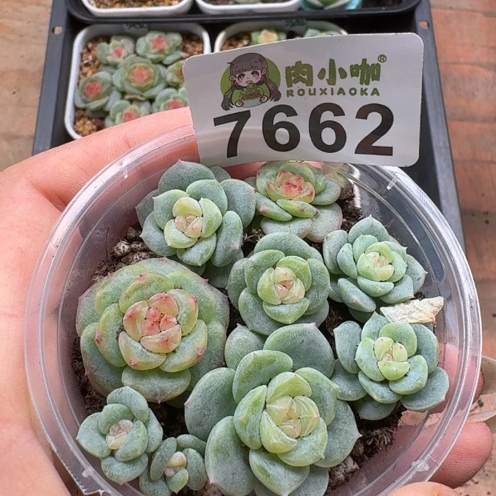 多肉植物多肉植物