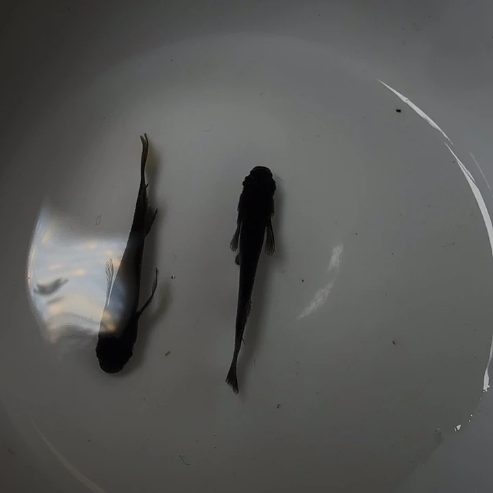 青鳉鱼12号拍品大蛇
