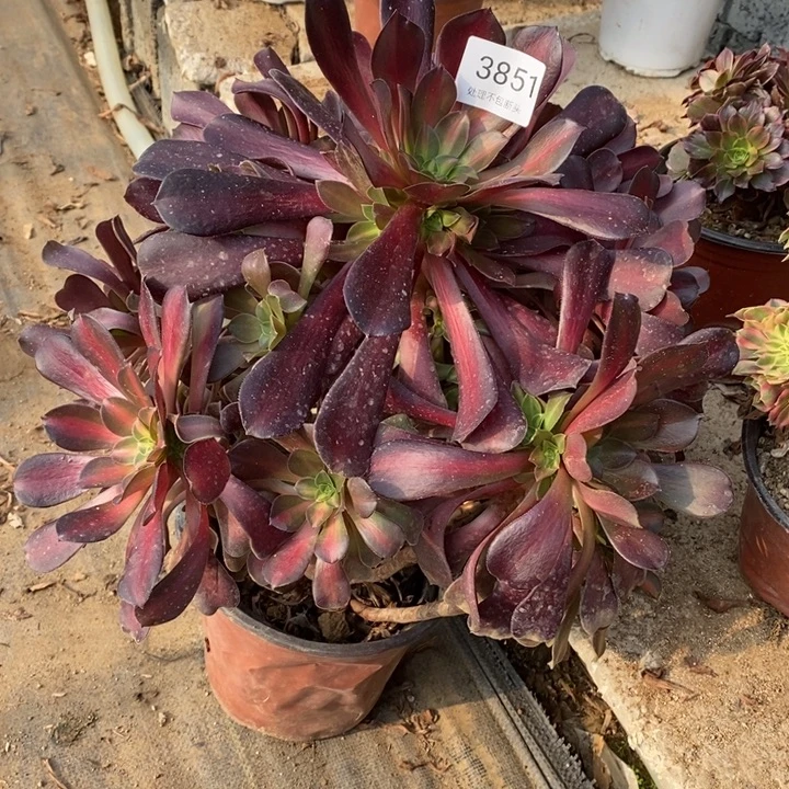 花娜锦多肉断头不包3851