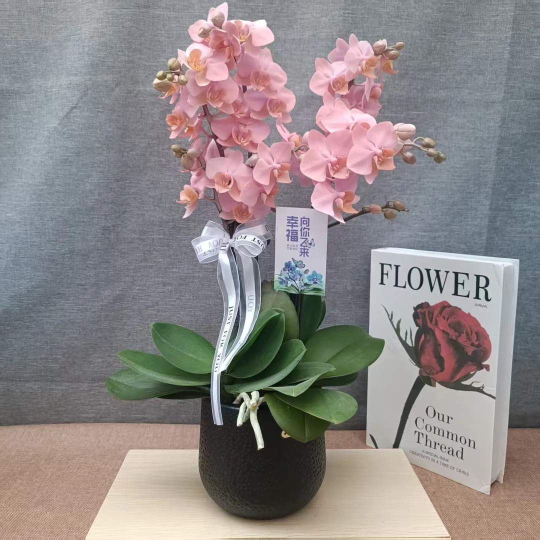 【火烈鸟】蝴蝶兰盆栽室内绿植带花苞喷染花卉客厅摆设好养植物