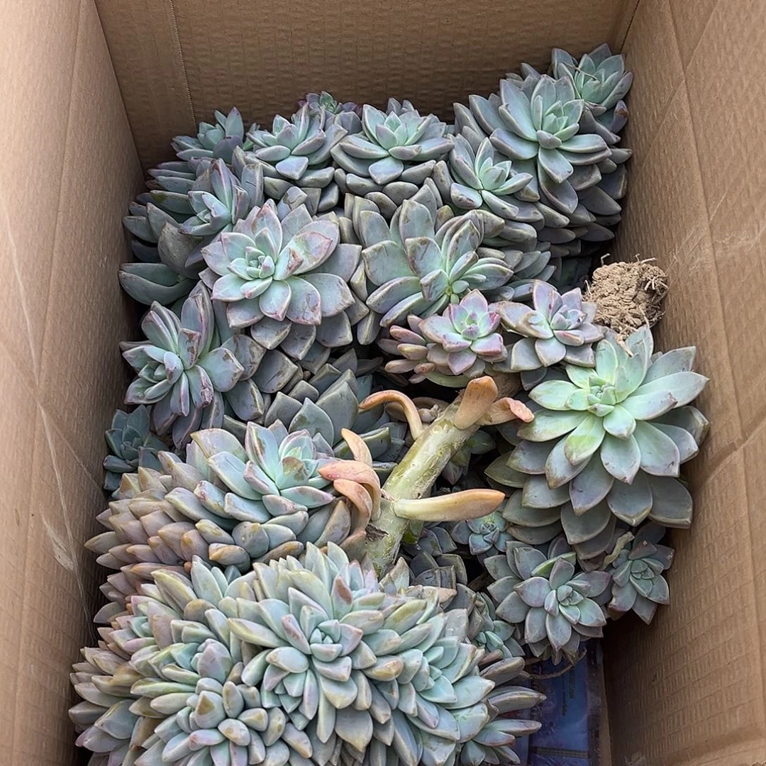 45号断枝断头不售后
