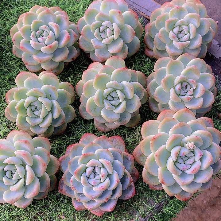 一物一拍，福利粗腿老庄单头冰玉9颗